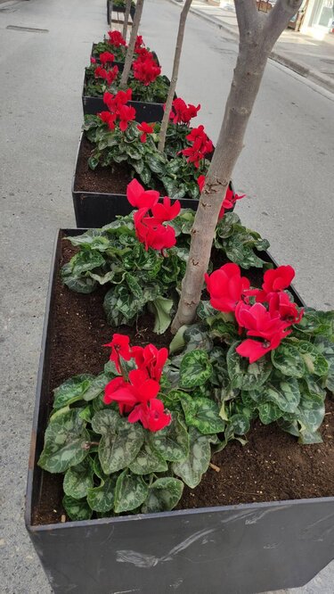 αρωματικά φυτά