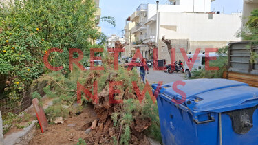 πτωση δεντρου 