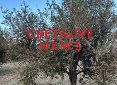 Ελιές, ξηρασία