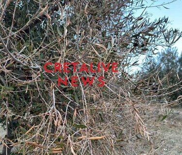 Ελιές, ξηρασία