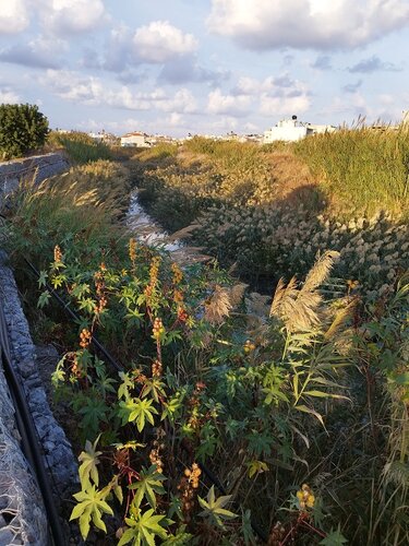 Γιόφυρος, Καθάρισμα, Βροχές