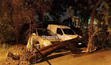 Bora, πτώσεις δέντρων, Θεσσαλονίκη