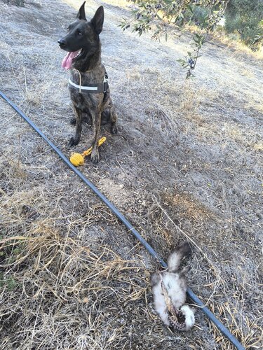 Σκύλος, Δολώματα, Χαμέζι