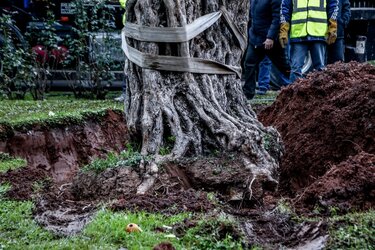 ελιά 700 ετών