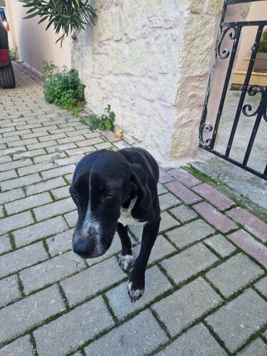 adespota skylia......