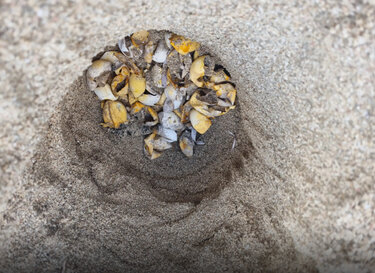 Χελώνα καρέτα καρέτα