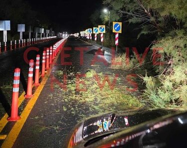Πτώση δέντρου, Εθνική οδός