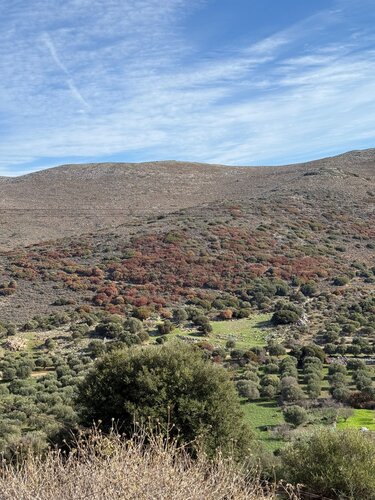 Ελαιώνες ξηρασία