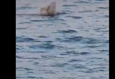 Φώκια, Χταπόδι, Λιμάνι Ηρακλείου