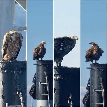 γυπας και πλοιο