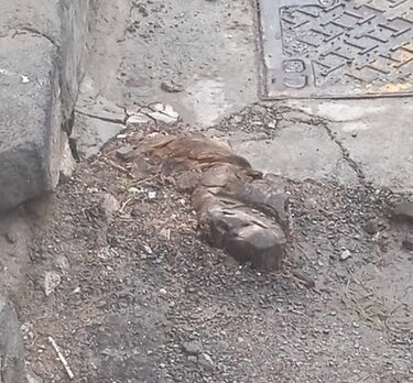 Κορμός δέντρου, Κατσαμπάς