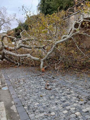Πλάτανος Κράσι κομμένο