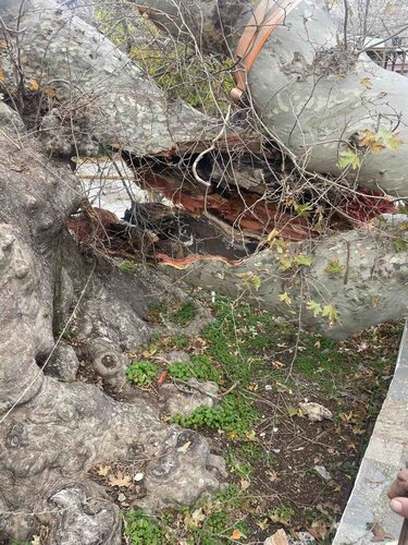 Πλάτανος Κράσι κομμένο