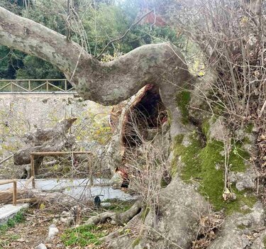 Πλάτανος Κράσι κομμένο