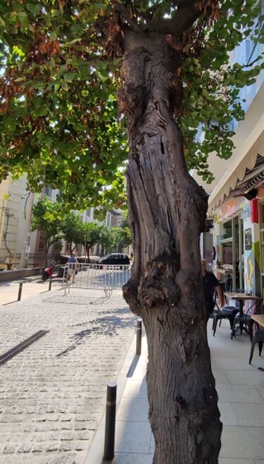 Δέντρο, Κοπή, Χατζημιχάλη Γιάνναρη, Ηράκλειο