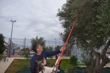 ελαιοσυλλογή 