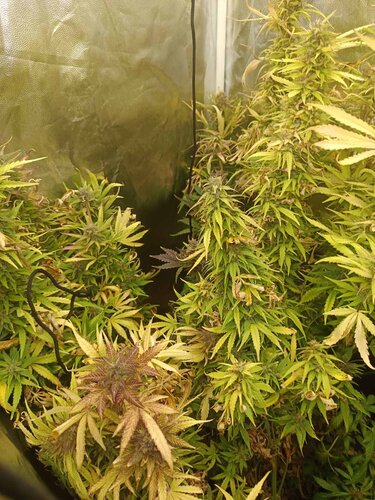 ναρκωτικά, αδέρφια