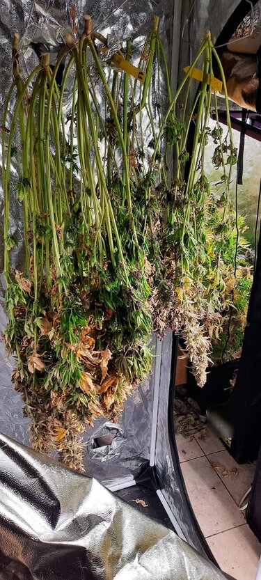 ναρκωτικά, αδέρφια