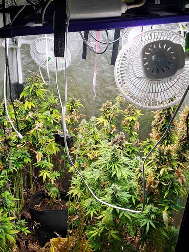 ναρκωτικά, αδέρφια