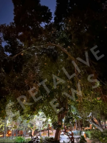 κλαδί δέντρου, πάρκο Γεωργιάδη