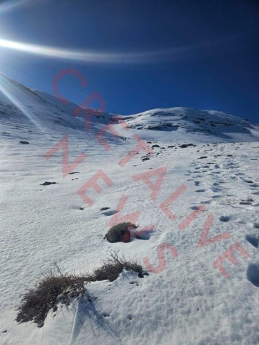 Ψηλορείτης logo