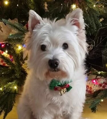 Σκυλάκι Τιμόν 