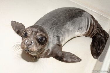 ΙΘΑΒΒΥΚ Φώκια