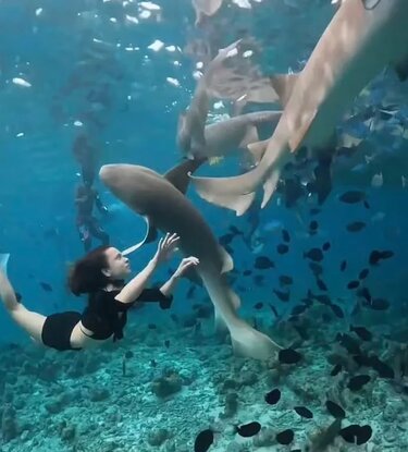 karxarias..............