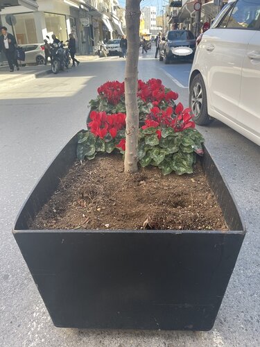 Ζαρντινιέρες, Λεωφόρος Κνωσού