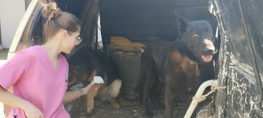 Δήμος Μινώα, ζώα συντροφιάς