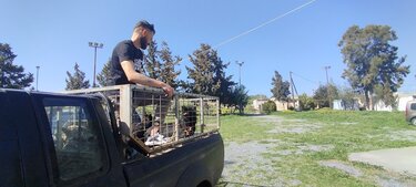 Δήμος Μινώα, ζώα συντροφιάς