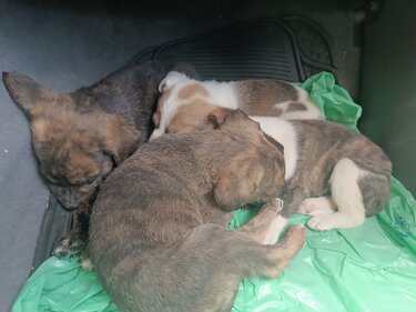 Κουτάβια εγκατάλειψη