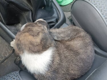 Κουτάβια εγκατάλειψη