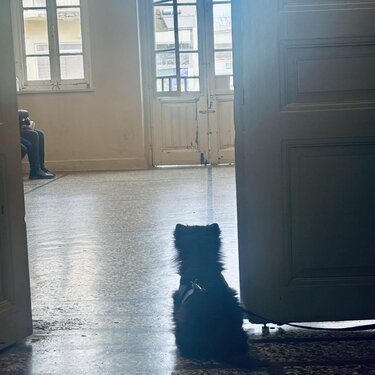 Σκυλάκι δικαστήρια Ηράκλειο