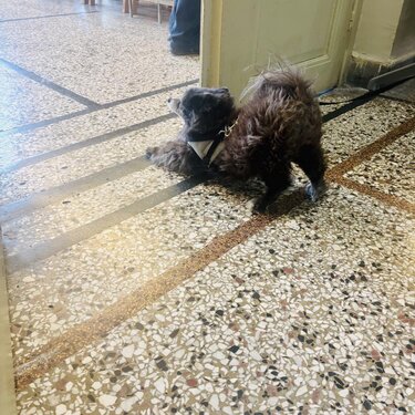 Σκυλάκι δικαστήρια Ηράκλειο