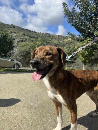 σκυλοβόλτες