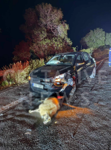 Τροχαίο, ΒΟΑΚ, ζώα