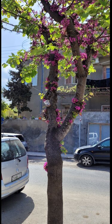 Κουτσουπιές βιολογική προστασία