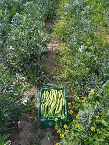 Χωράφι Ράφι Macc