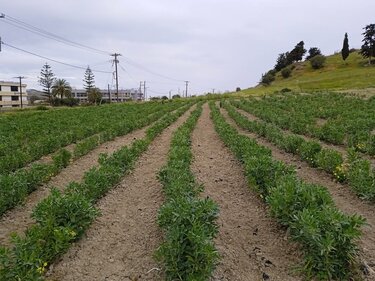 Χωράφι Ράφι Macc