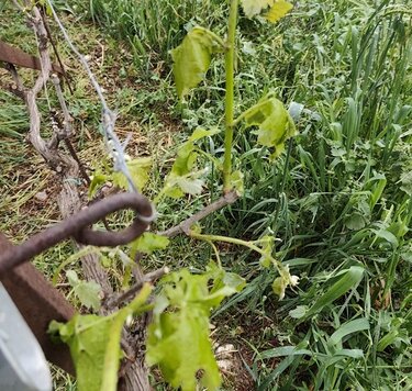 Ζημιές, Χαλαζόπτωση