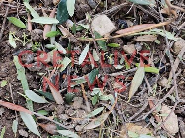 Ζημιές, Χαλάζι, Αμπέλια