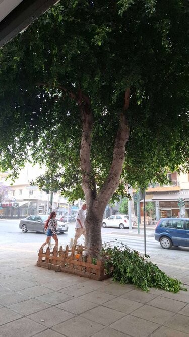 Λεωφόρος Δημοκρατίας, πτώση δέντρων