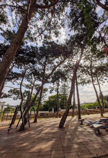 Επικίνδυνα δένδρα στη παιδική χαρά στη οδό Ερμή