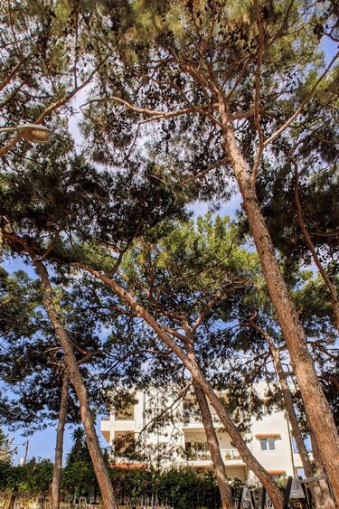 Επικίνδυνα δένδρα στη παιδική χαρά στη οδό Ερμή