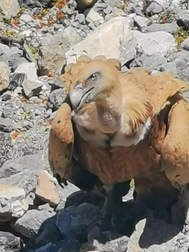 διάσωση σκάρα