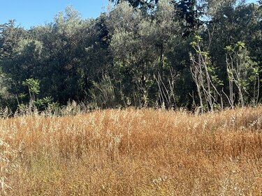 κνωσός οικοπεδο χορτα