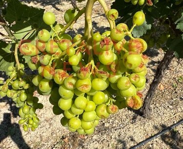 Αμπέλια, Χαλάζι, Ζημιές