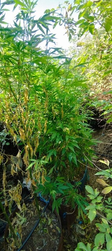 Δενδρύλλια, Γόρτυνα