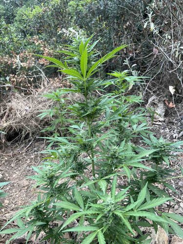 φυτεία κάνναβης Ρέθυμνο